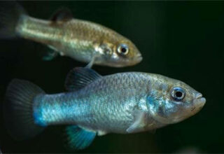Các nhà khoa học đã tìm ra cách để ngăn loài cá hiếm nhất thế giới khỏi sự tuyệt chủng