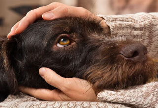 Những căn bệnh nguy hiểm bạn có thể lây từ thú cưng