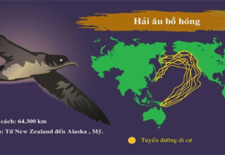 Những loài động vật di cư dài nhất trong tự nhiên