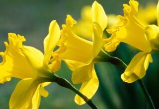 Những loài hoa đẹp có chất kịch độc chết người