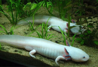 Loài vật có siêu năng lực mà con người "thèm khát"