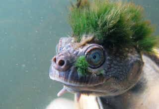 Loài rùa tóc xanh "gấu" nhất mạng xã hội này sắp tuyệt chủng