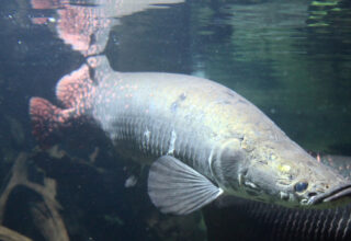 Những điều bạn chưa biết về cá hải tượng