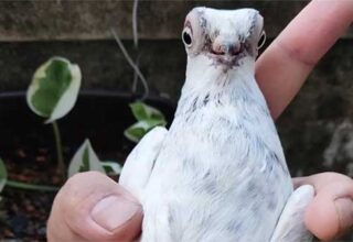 Loài bồ câu quý hiếm có vẻ ngoài giống như người ngoài hành tinh