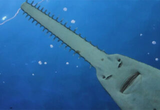 Cá đao - Loài cá tồn tại từ thời tiền sử đến nay