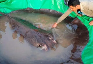 Ngư dân Campuchia bắt được cá nước ngọt lớn nhất thế giới trên sông MeKong