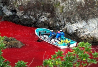 Đàn cá heo bị tàn sát nhuộm đỏ nước biển