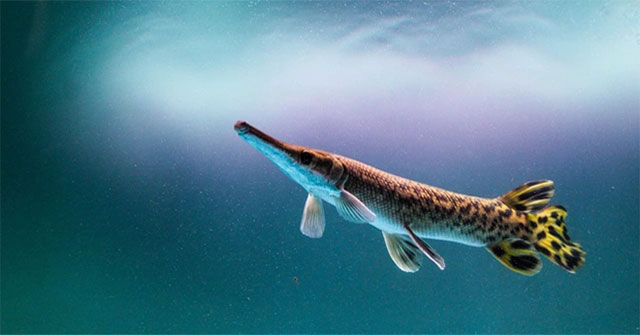 Hàng triệu người theo dõi cuộc săn thủy quái ở Trung Quốc