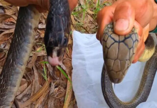 Cách phân biệt rắn hổ mang chúa, hổ mang thường và hổ trâu