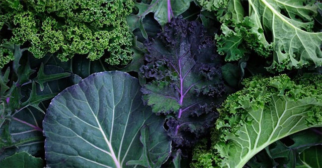 Chuyên gia sốc vì phát hiện hóa chất cực độc trong cải xoăn