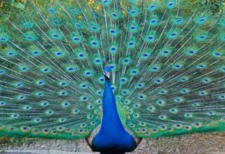 Loài chim công và những khám phá gây kích thích nhất