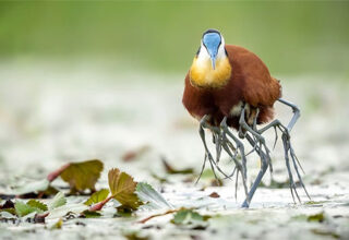 Jacana - loài chim kỳ lạ có "nhiều chân"