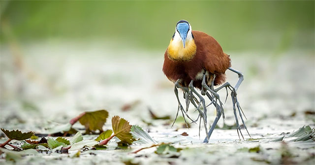 Jacana – loài chim kỳ lạ có “nhiều chân”