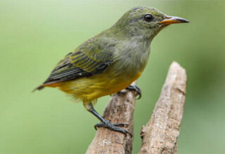 Chim sâu và những thông tin cơ bản về loài chim này