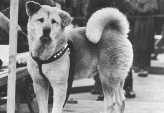 Những chuyện ít người biết về Hachiko - chú chó đứng ở sân ga 10 năm đợi chủ