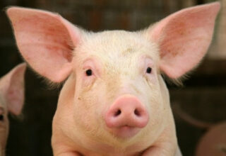 13 loài vật thông minh nhất hành tinh