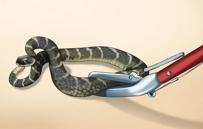 Nếu phát hiện rắn ở trên mặt sàn, có thể dùng một tấm chăn, mền dày chụp lên nó.