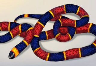 5 mẹo dân gian khiến rắn sẽ không dám bén mảng tới gần nhà bạn