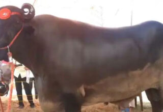 Con trâu khổng lồ nặng 1,5 tấn, có giá hơn 69 tỷ đồng