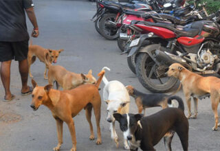 Vì sao chó bỗng trở thành mối nguy hại mới tại Ấn Độ?