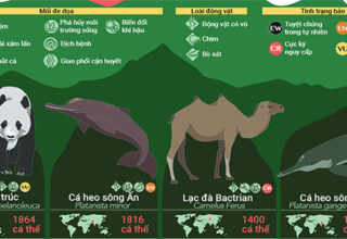 32 loài động vật sắp tuyệt chủng, 9 trong số đó chỉ còn dưới 100 cá thể