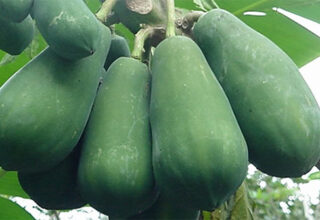 Những tác dụng phụ đáng sợ khi ăn đu đủ, nhiều người không biết vẫn vô tư ăn