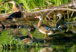 “Chạy đua vũ trang” ở cơ quan sinh dục của vịt