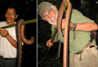 Bí ẩn về loài giun Ecuador, dù là giun đất nhưng lại to bằng con rắn