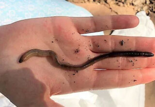 Cận cảnh loài giun từ châu Á đang khiến cả nước Mỹ "đau đầu"