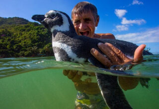 Sự thật phía sau câu chuyện "Chú chim cánh cụt vượt 8.000km mỗi năm để về thăm ân nhân"