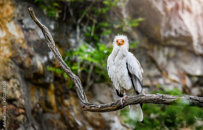 Kền kền Ai Cập còn được gọi là “chim thần” hay "gà của Pharaoh"