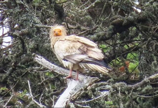 Đang vào rừng ngắm cây, người đàn ông bất ngờ gặp “chim thần” 155 năm mới xuất hiện