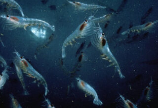 Trung Quốc vô tình phát hiện "mỏ vàng giấu dưới biển sâu": Trữ lượng khủng có thể nuôi sống 1,4 tỷ người