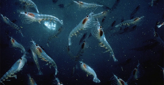 Trung Quốc vô tình phát hiện “mỏ vàng giấu dưới biển sâu”: Trữ lượng khủng có thể nuôi sống 1,4 tỷ người