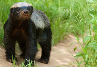 Lửng mật - trùm giang hồ đồng cỏ, vua cà khịa, ông hoàng liều lĩnh, chúa tể "bất cần đời"!