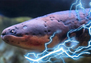Lươn điện phóng ra điện áp 860 volt, liệu chúng có thể giật điện cá sấu và làm choáng người lớn không?