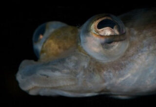 Những cặp mắt dị thường nhất của động vật (I)