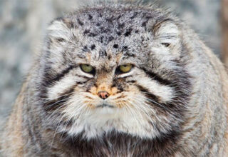 Top 3 loài động vật trông thì có vẻ dễ thương nhưng thực tế lại vô cùng hung dữ