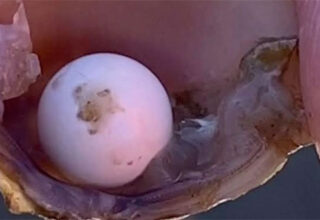 Nhóm học sinh vô tình phát hiện ngọc siêu hiếm bên trong con hến