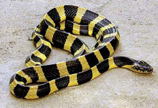 Cách phân biệt rắn cạp nong và rắn cạp nia