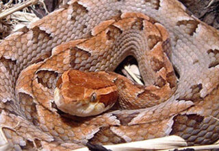 Rắn chàm quạp cực độc nhưng dễ bị nhầm lẫn với sinh vật này: Cách phân biệt nhanh, rất dễ!