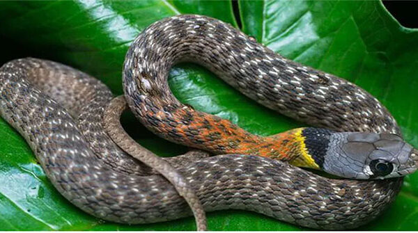 Đi bắt rắn ráo, ngờ đâu suýt tóm nhầm sinh vật nguy hiểm hơn cả rắn hổ mang chúa