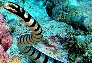 Những loài rắn độc nhất thế giới