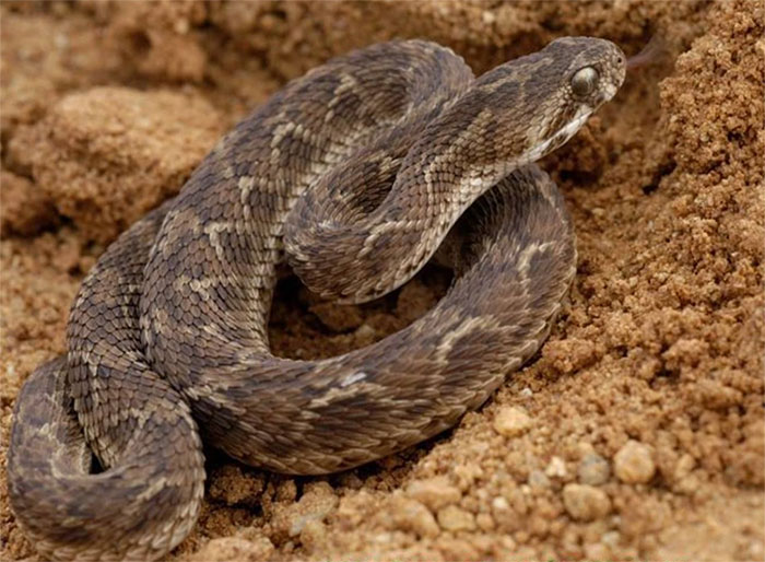 Rắn hổ lục (viper)