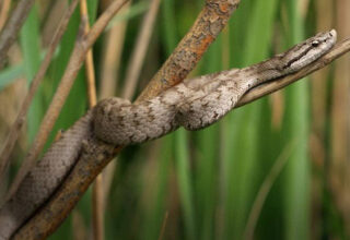 "Lãnh địa" loài rắn độc ở Trung Quốc chứa 20.000 con: Nếu thả 2 con lửng mật vào thì chuyện gì sẽ xảy ra?