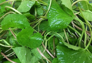 Loại rau cực giàu collagen mà người Việt đang bỏ phí, vừa làm đẹp da lại trị bệnh tim mạch