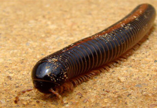 15 loài vật khiến con người sợ hãi nhưng lại rất hiền lành