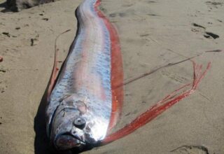 Loài "rồng biển" có khả năng dự báo động đất trôi vào biển Việt Nam