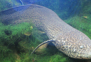 Loài cá kỳ lạ có thể sống trên cạn cả năm mà không chết