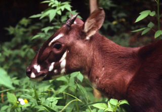 Những động vật đang “đối mặt” với nguy cơ tuyệt chủng